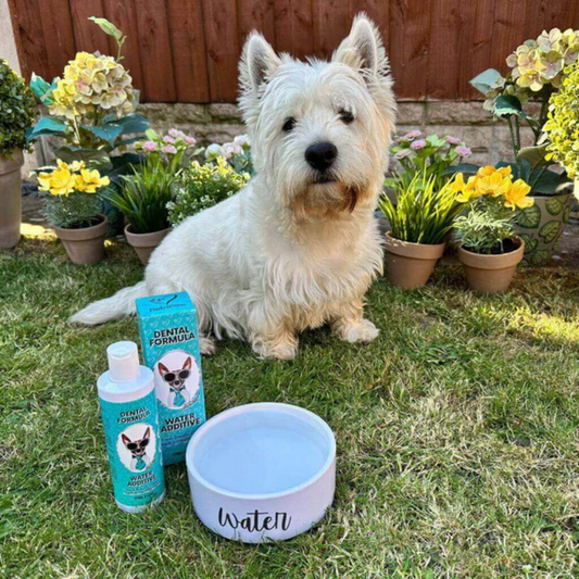Belora's AquaDent™ Pets – Wasserzusatz für gesunde Zähne bei Hunden & Katzen